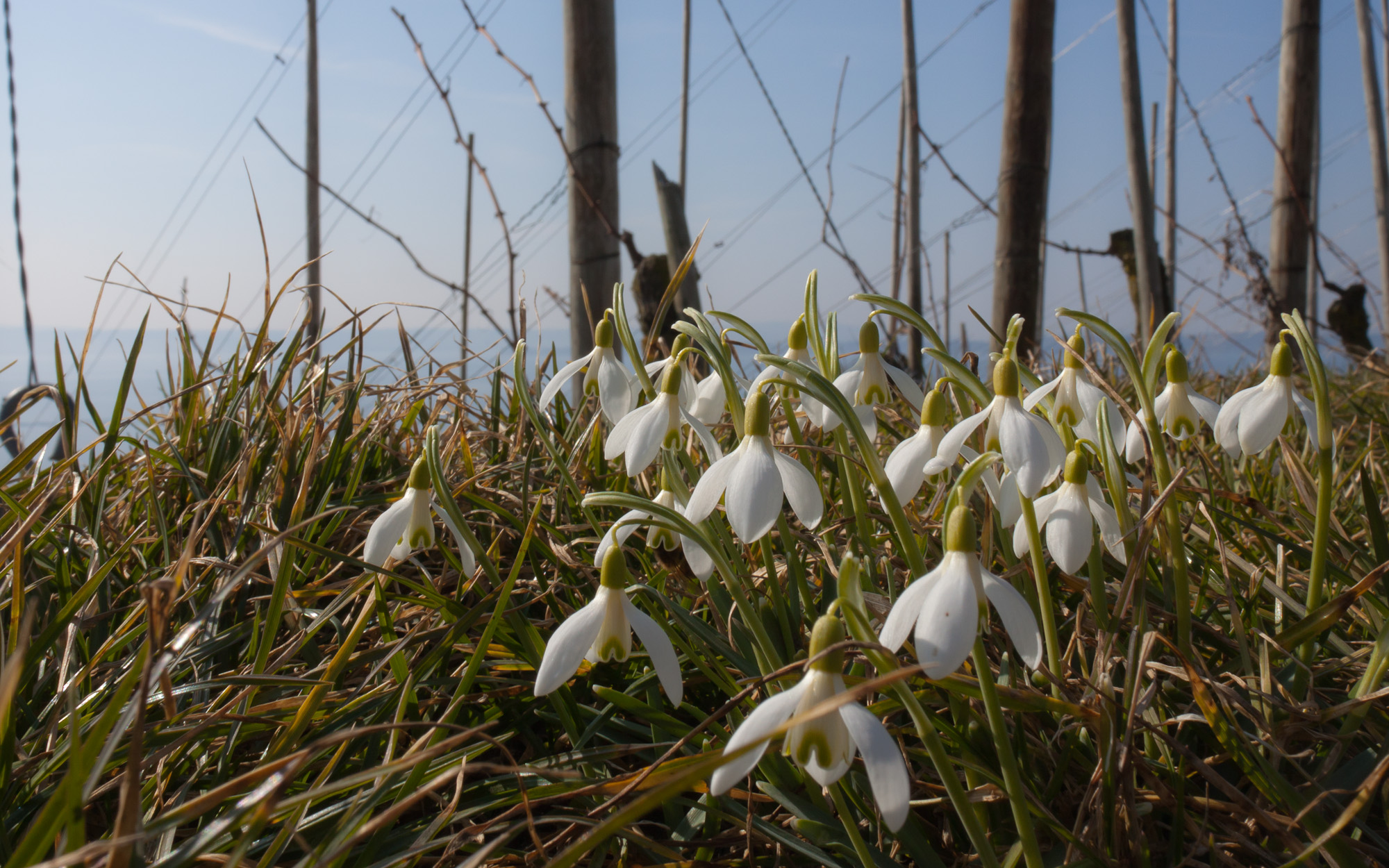 Snowdrops - Spring creeping up on a winter vineyard