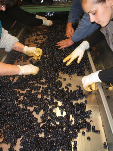 Sorting grapes at Weingut Ziereisen