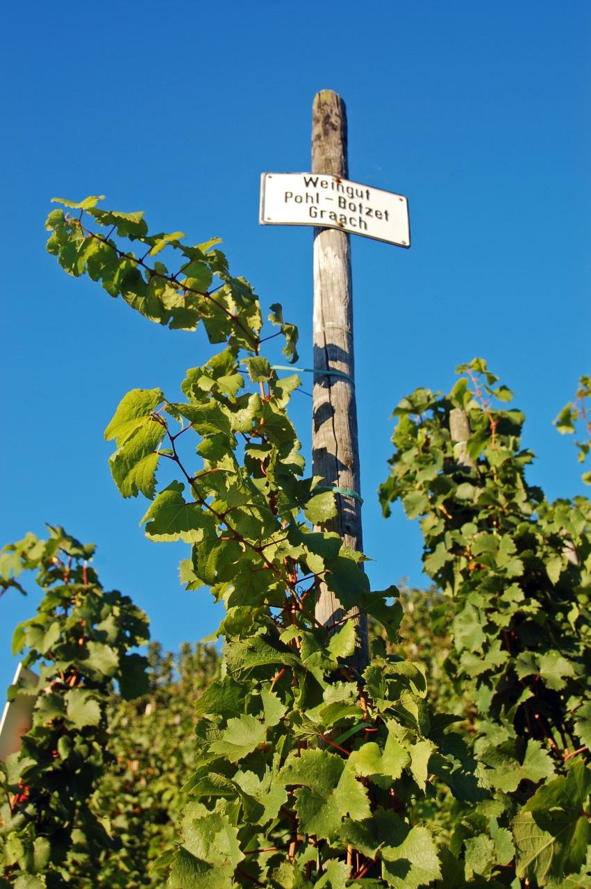 Mosel vineyard