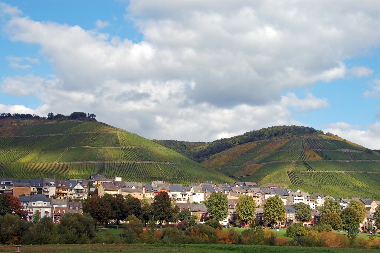 Mosel wine landscape