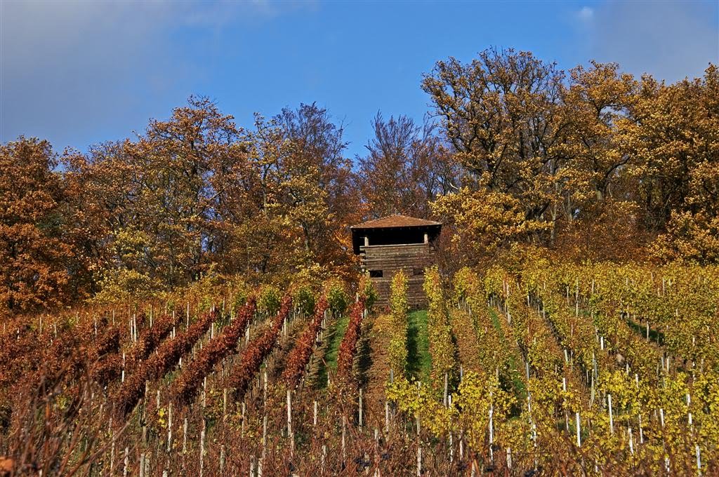 The vineyard.