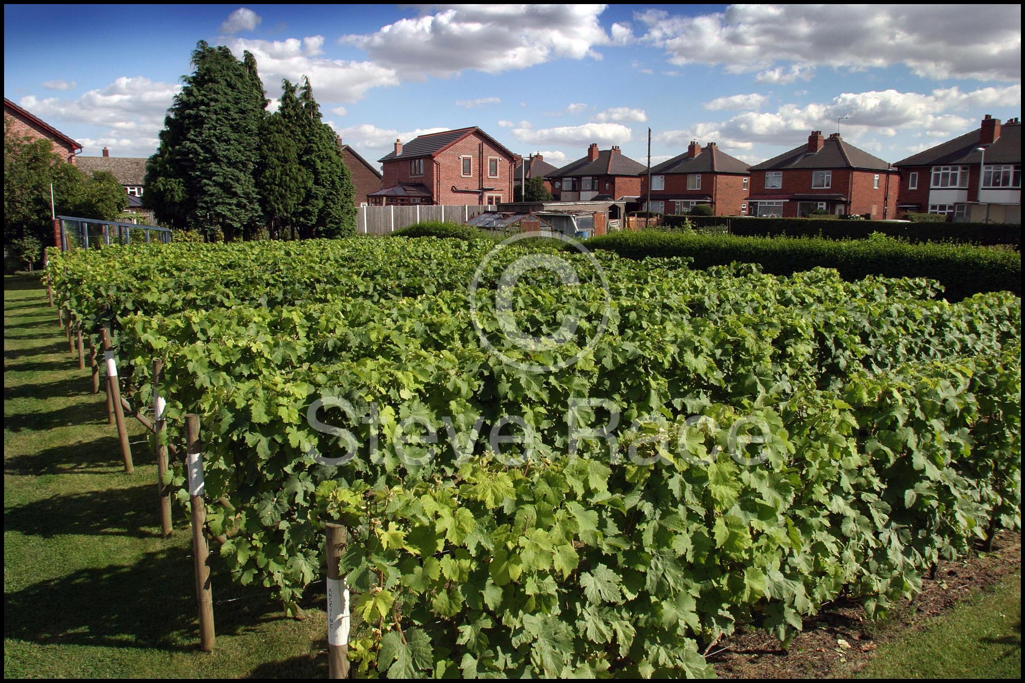 Fifty-Four North Vineyard, Yorkshire