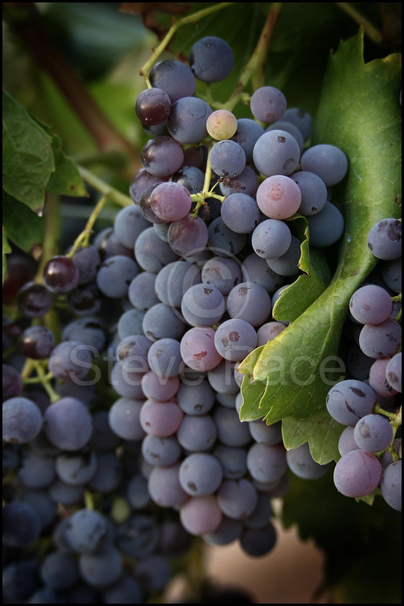 Grenache grapes