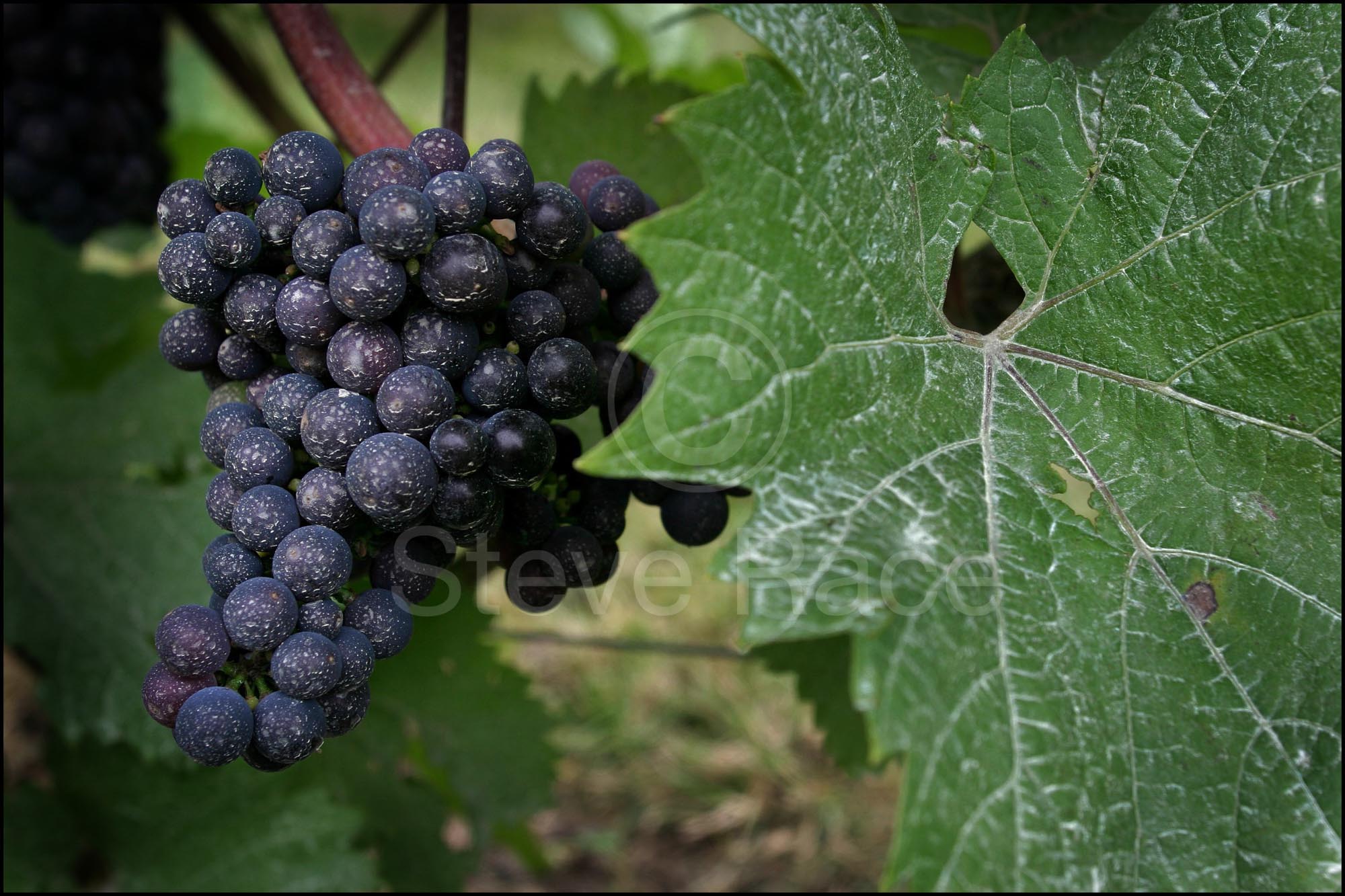 Steve's Triomphe grapes, from the 